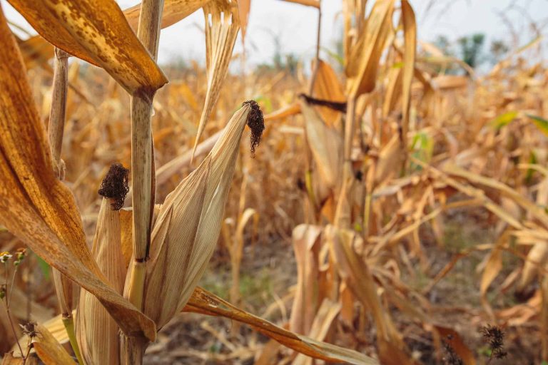 corn stalks in a field